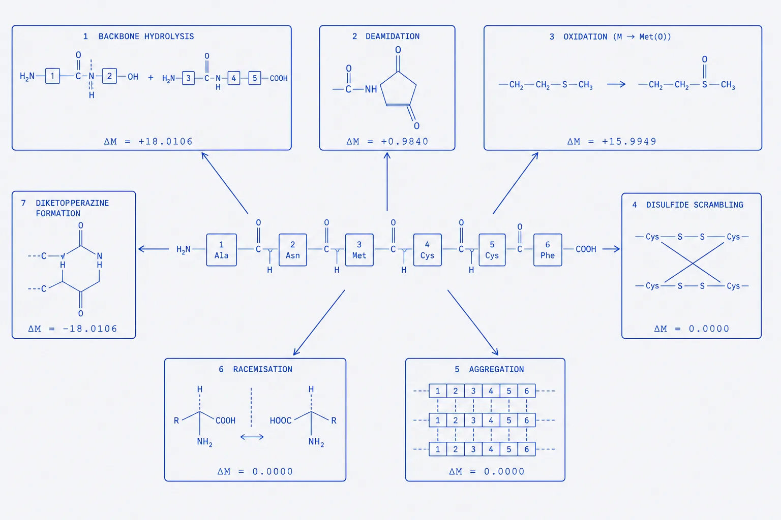 Flat schematic map of peptide degradation routes branching from a peptide backbone, each branch labelled with its product and mass change.